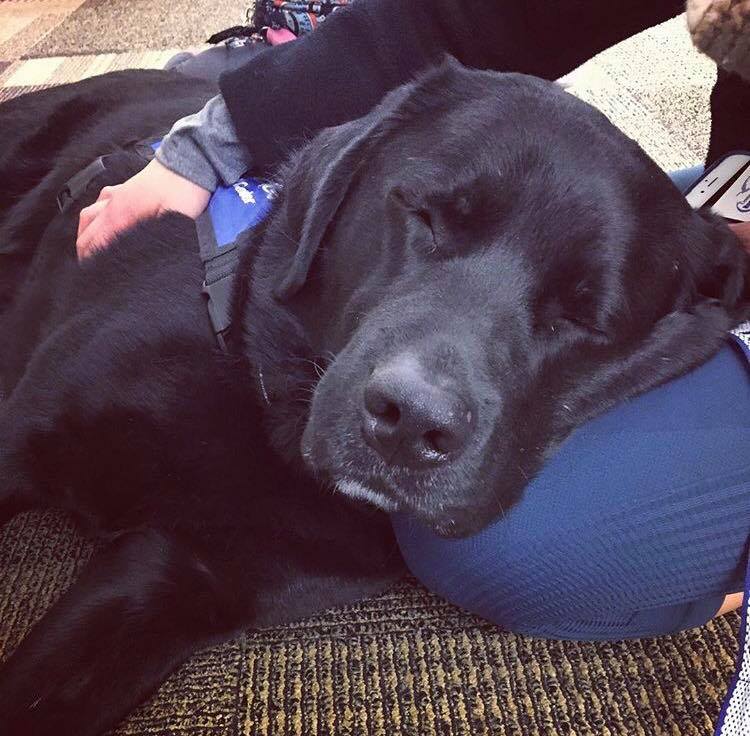 March 2017 Paws for Stress held at The Student Commons