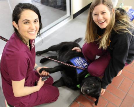 Dogs On Call therapy dog Lilly, a black lab, lays on the floor to receive belly rubs from two V C U nursing students on Blue Green Day