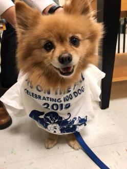 A Dogs On Call therapy dog, Molly, is a tan colored Pomeranian. She is wearing a white t-shirt for a human with blue writing that reads 