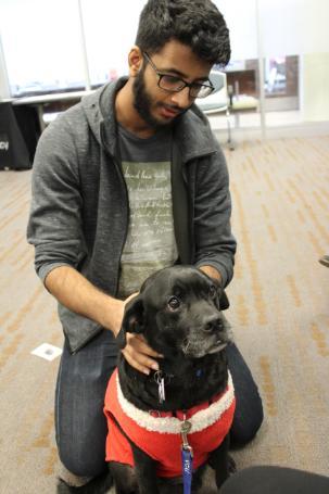 Dogs On Call therapy dog Otis, a black lab and pug mix, receives a back rub from a student friend