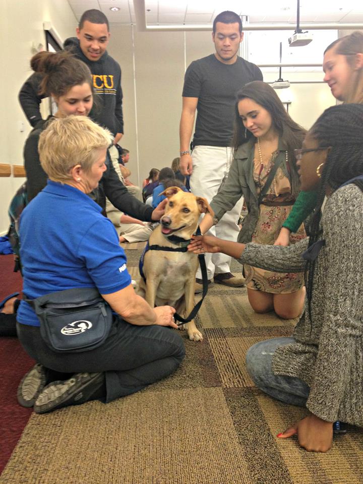 A Dogs On Call therapy dog is surrounded by 6 students and the dog's handler. the dog is watching their handler intently and the students are smiling